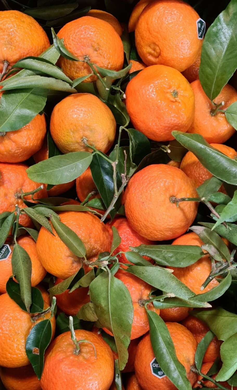 Large leafy clementines  3 for  £1.50   christmas orders only !!
