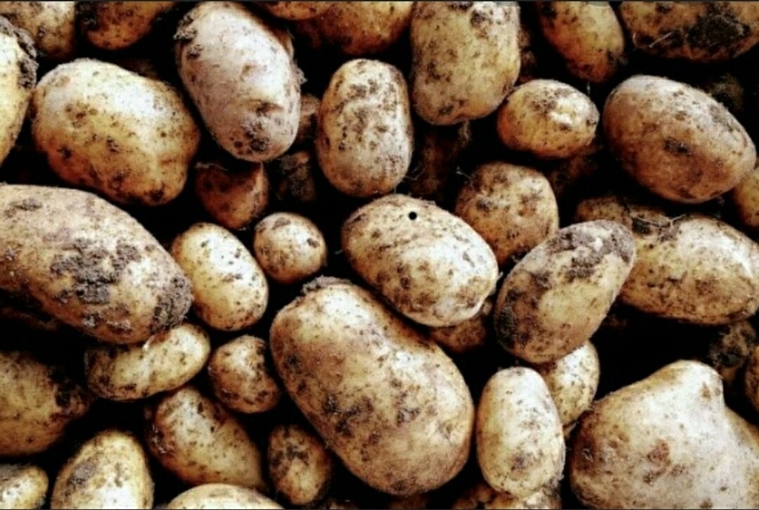 Half a sack Maris Piper approx. 12.5kg  