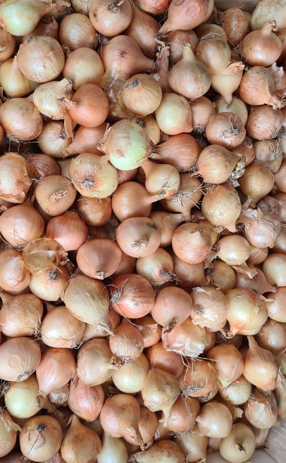 1.5kg cocktail pickling onion