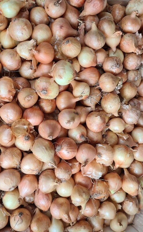 1.5kg cocktail pickling onion