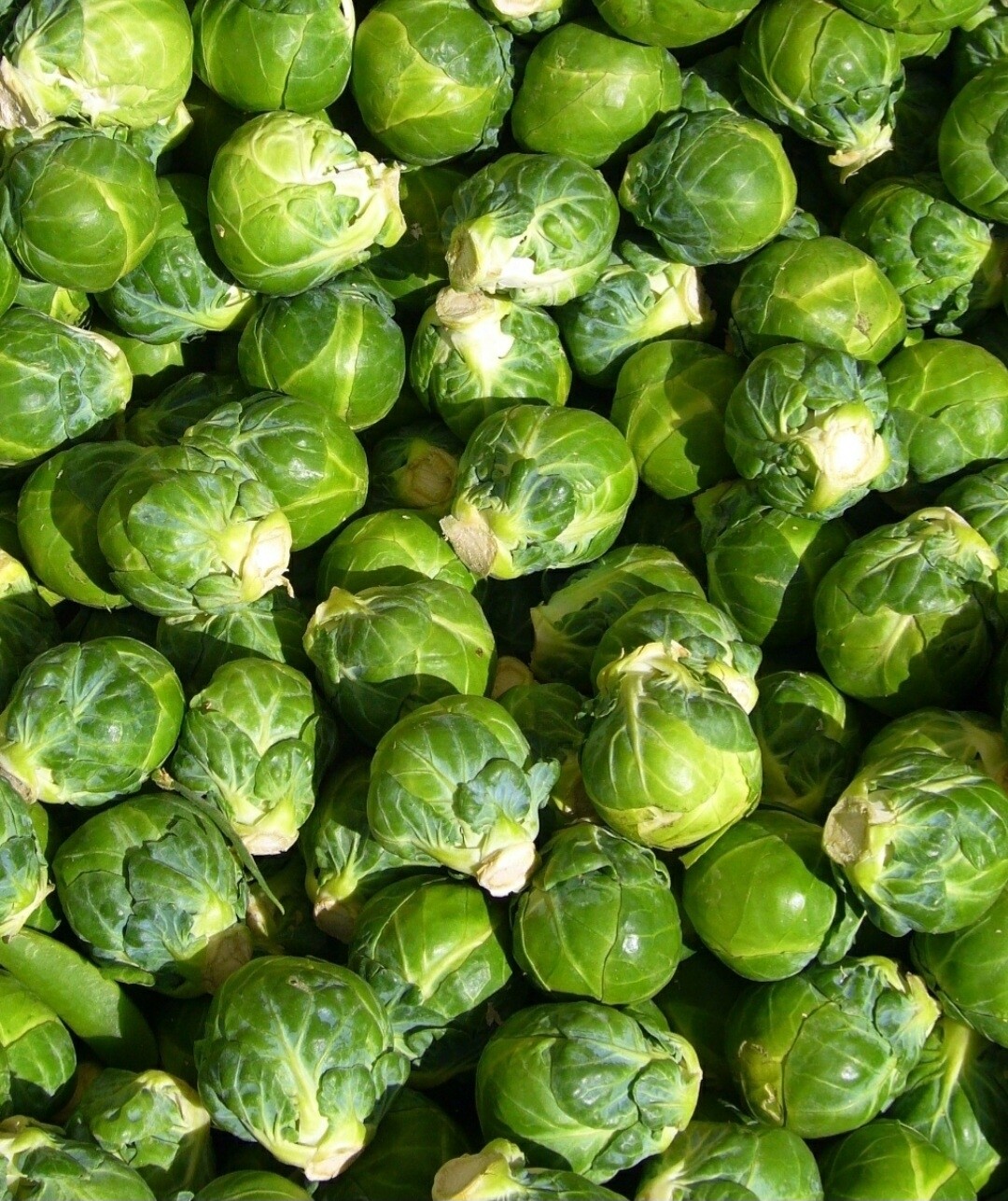 loose sprouts 500g