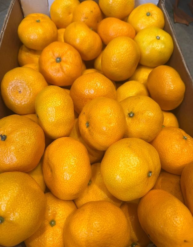 3  large satsuma