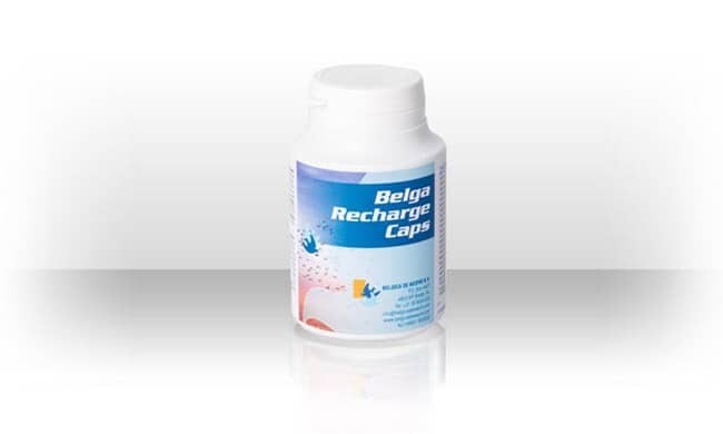Belga Recharge Caps  100P- Belgica De Weerd
