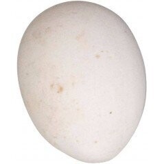 Oeuf Factice En Platre Pour Pigeons 4,2 X 3 Cm