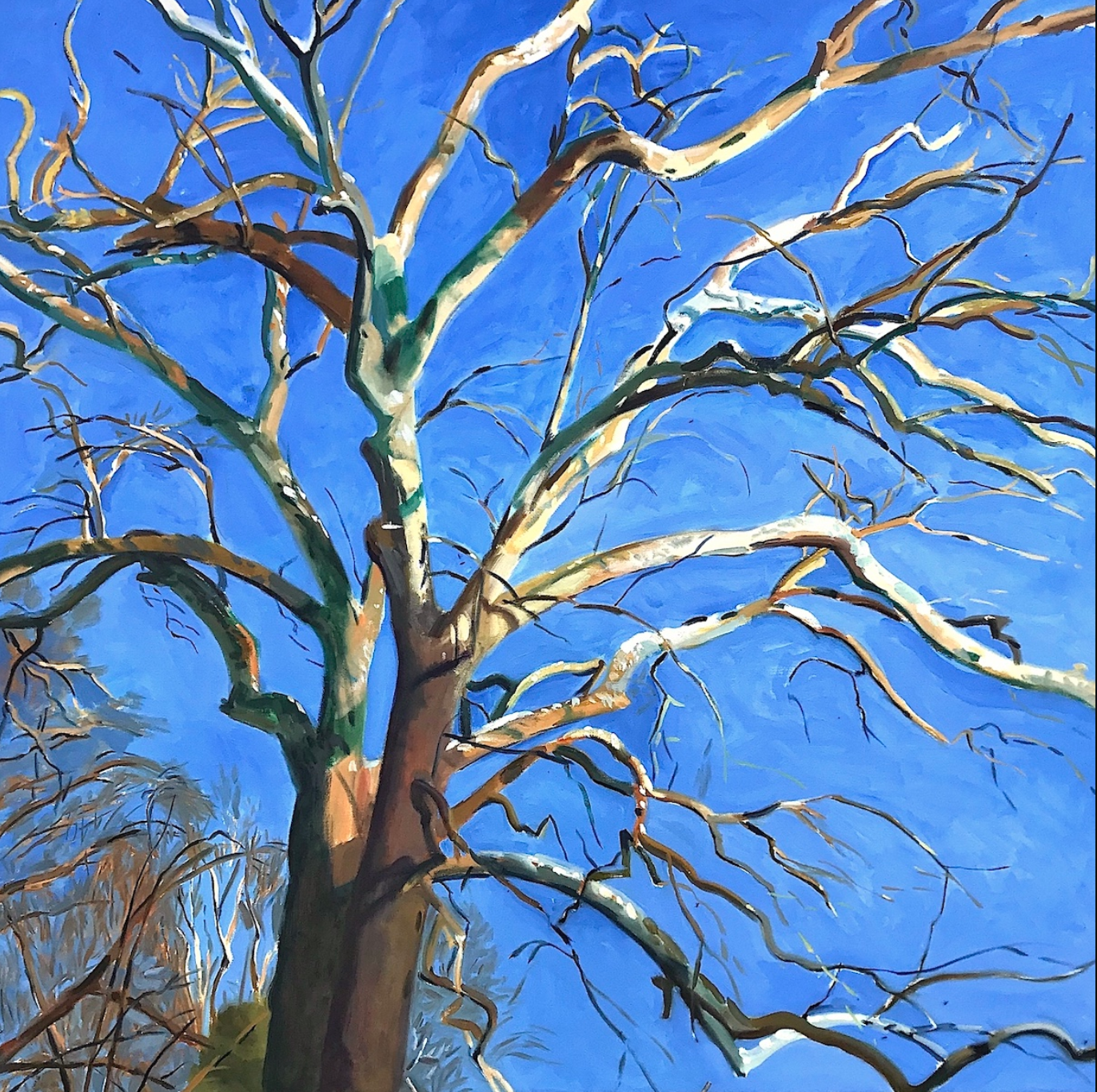 The Sycamore  oil on canvas 48