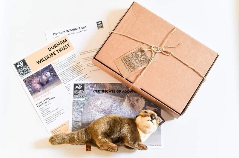 Adopt an Otter