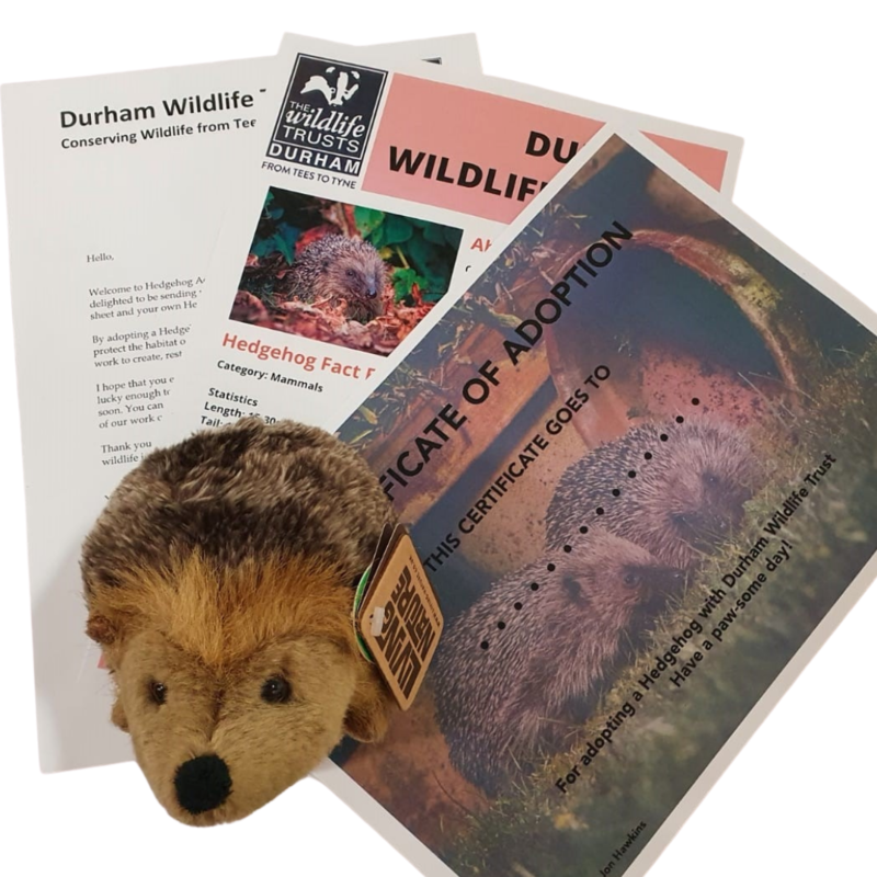 Adopt a Hedgehog