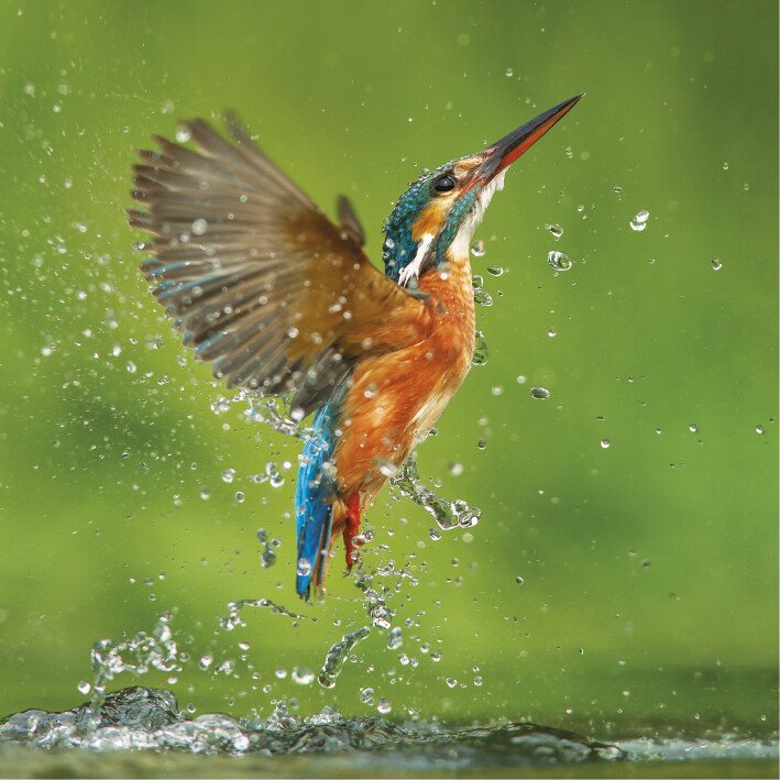 TWT Individual Wildlife Photographic Card, Image: Kingfisher