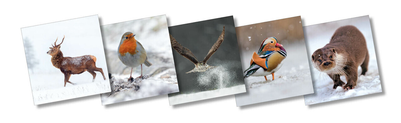 Wildlife Trust Christmas Card Pack (Large) Otter Mix