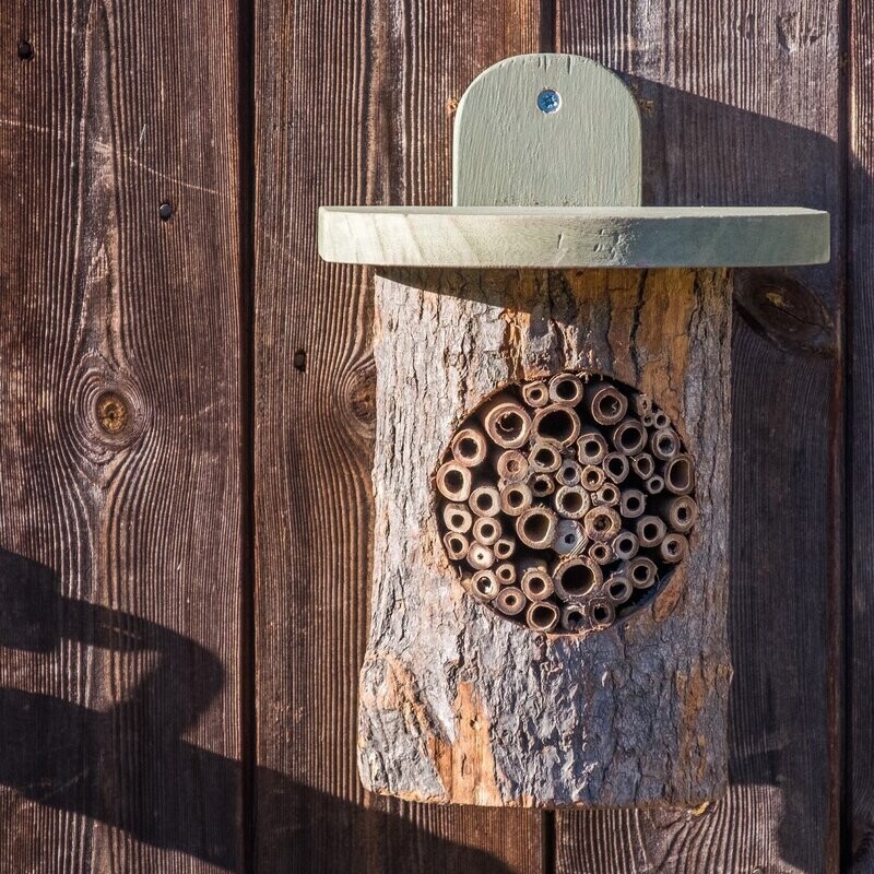 Natural Log Bee Home