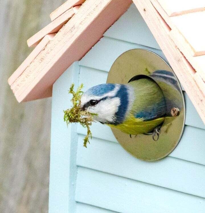 New England Nest Box Blue