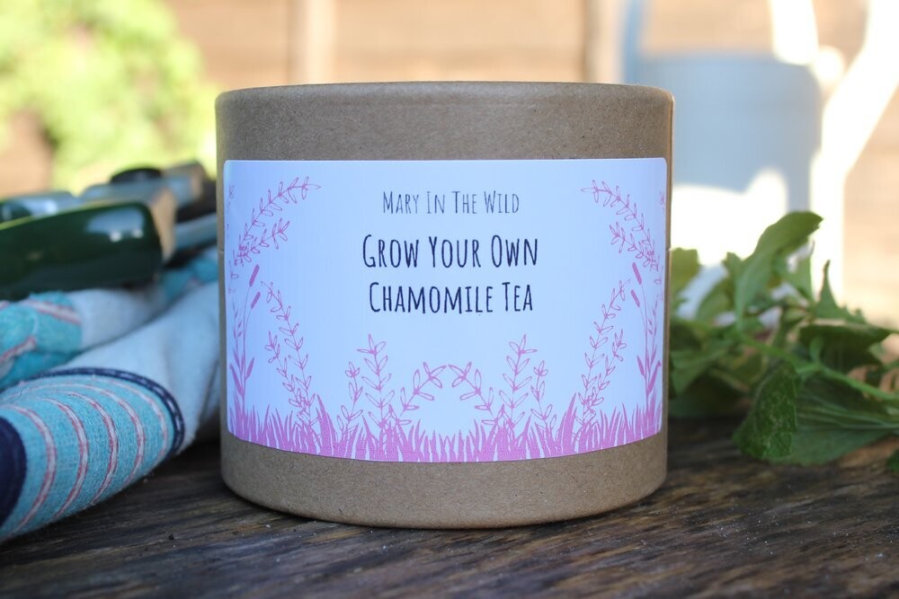 Mary In The Wild Grow Your Own Chamomile