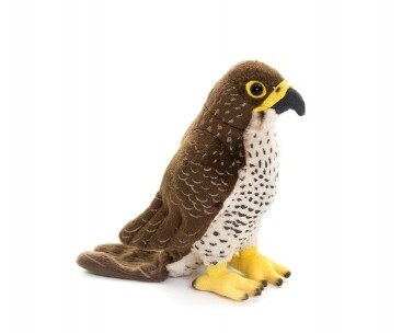 Living Nature Peregrine Falcon