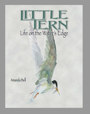 Little Tern - Amanda Bell