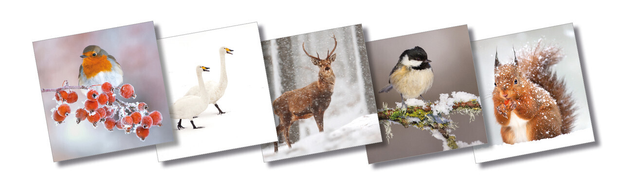 Wildlife Trust Christmas Card Mix (Large) Squirrel Mix