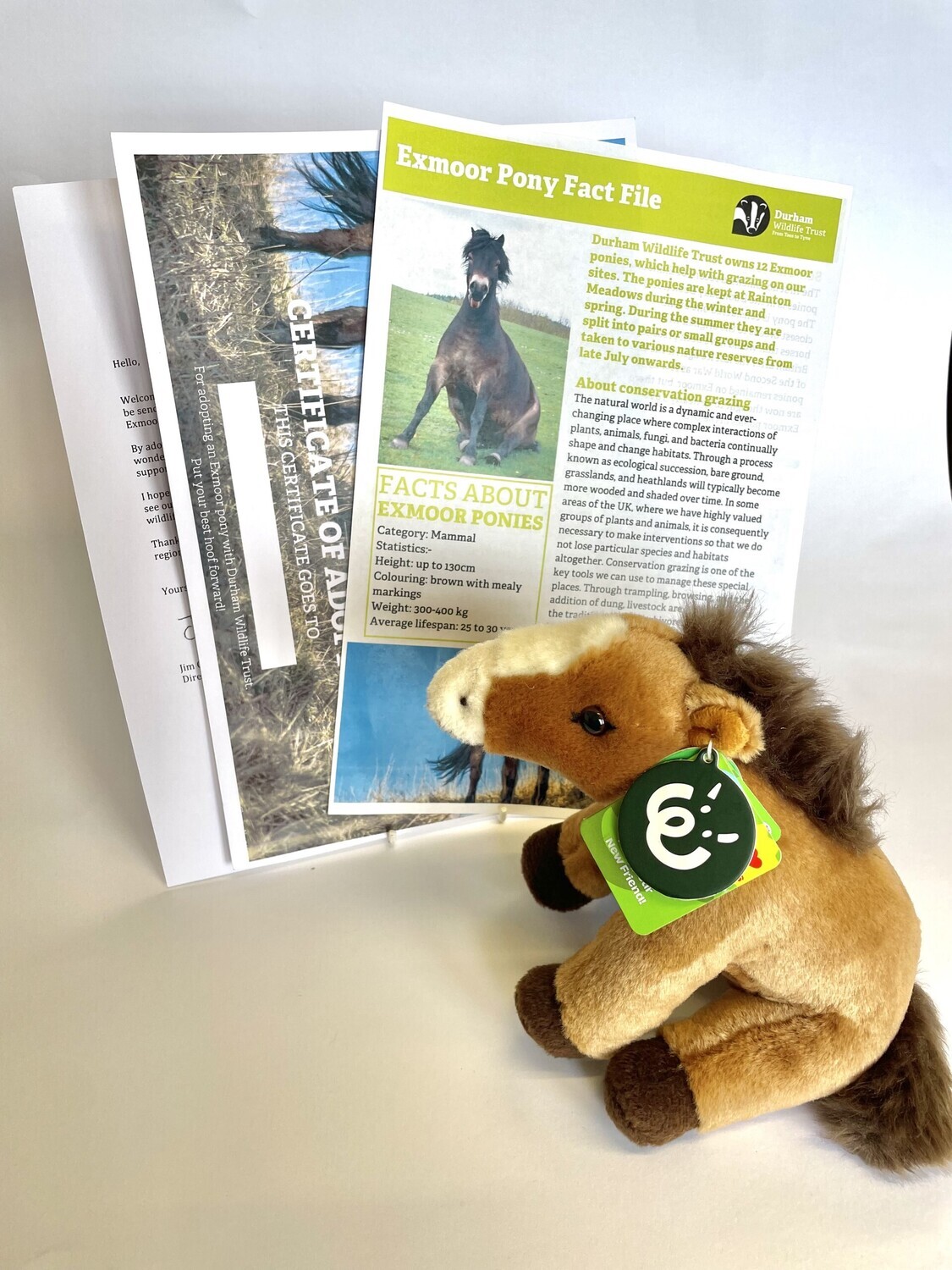 Adopt an Exmoor Pony