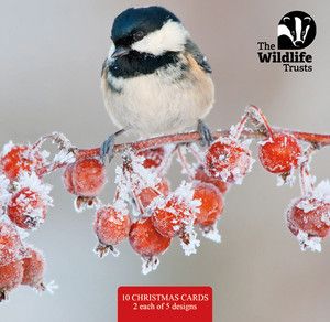 TWT Christmas Card Pack 2024 (Large)