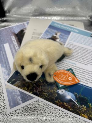 Adopt a Grey Seal