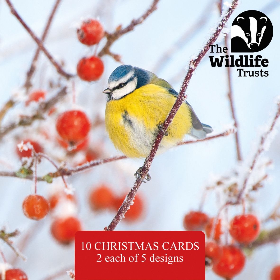 TWT Christmas Card Pack 2025 (Small)