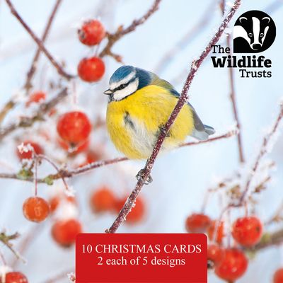 TWT Christmas Card Pack 2025 (Small)