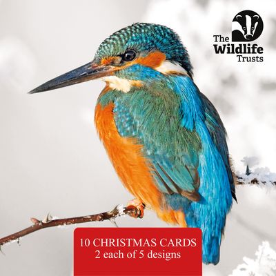 TWT Christmas Card Pack 2025 (Large)