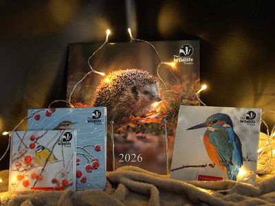 Cards &amp; Calendars