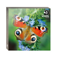 TWT Notecard Wallets, Type: Insects (Butterfly)