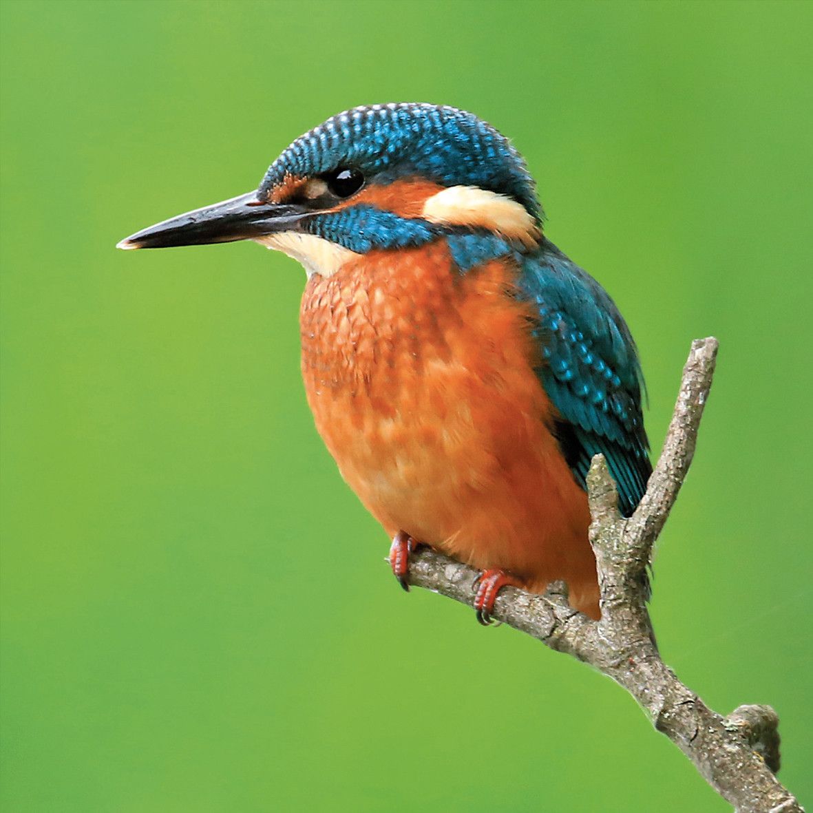 TWT Individual Wildlife Photographic Card, Image: Kingfisher