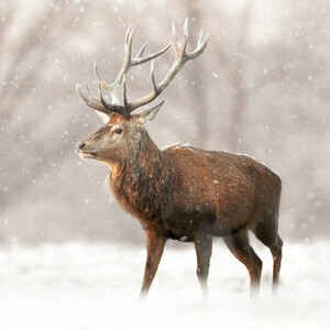 TWT Christmas Card Pack 2023 (Large)