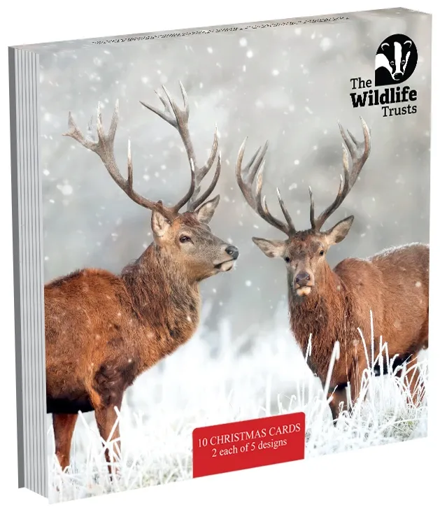 TWT Christmas Card Pack 2026 (Large)