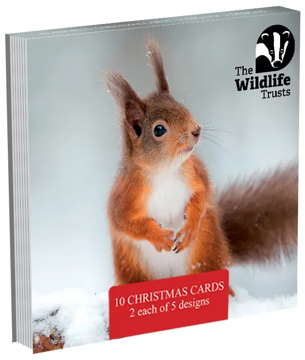 TWT Christmas Card Pack 2026 (Small)