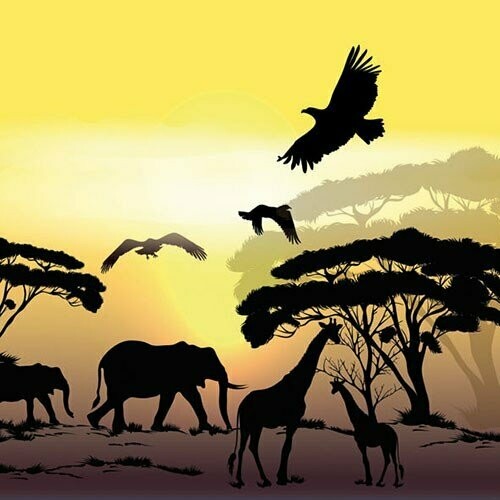 Africa Safari