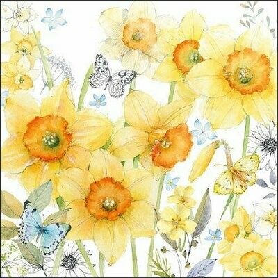 Classic Daffodils