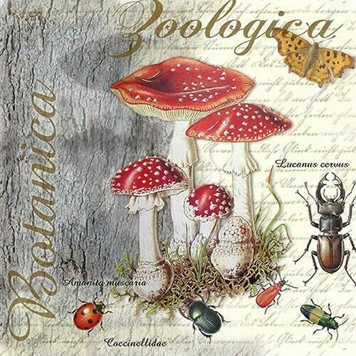 Fly Agaric and Beetle