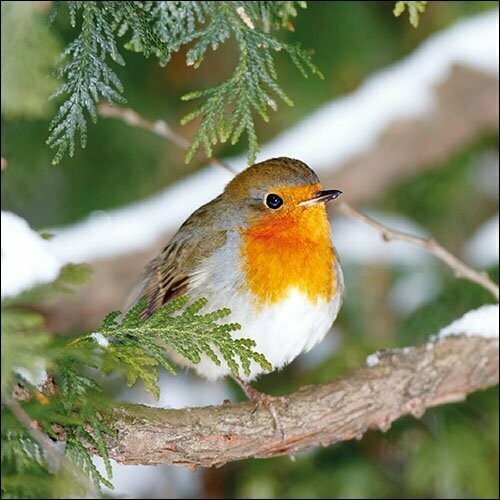 Robin in Tree