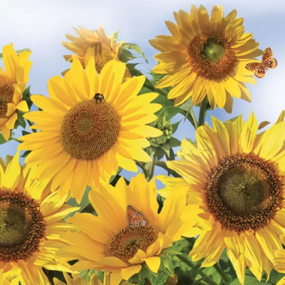 Sunflowers in the Sky
