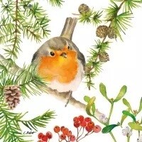 Robin in Tree 2