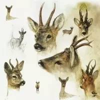 Portrait of deer