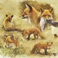 Portrait of foxes