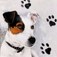 Jack Russel