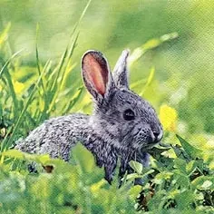 Rabbit in Grass