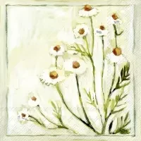 Camomille