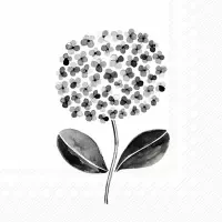 All about Black and White