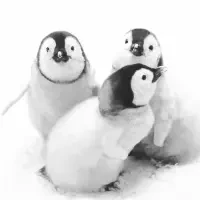 Penguin Friends