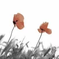 Two Poppies