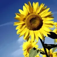 Sunflower Bloom