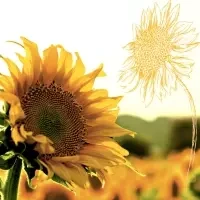Dusk Sunflower