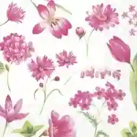 Flowers and Plants