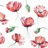 Poppy Drawing