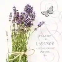 Bunch of Lavender
